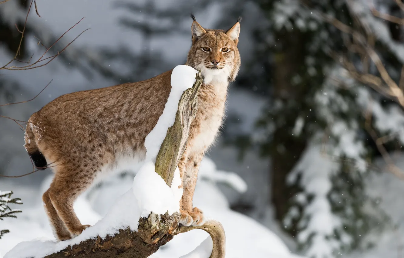 Photo wallpaper winter, forest, snow, trees, nature, lynx, bokeh