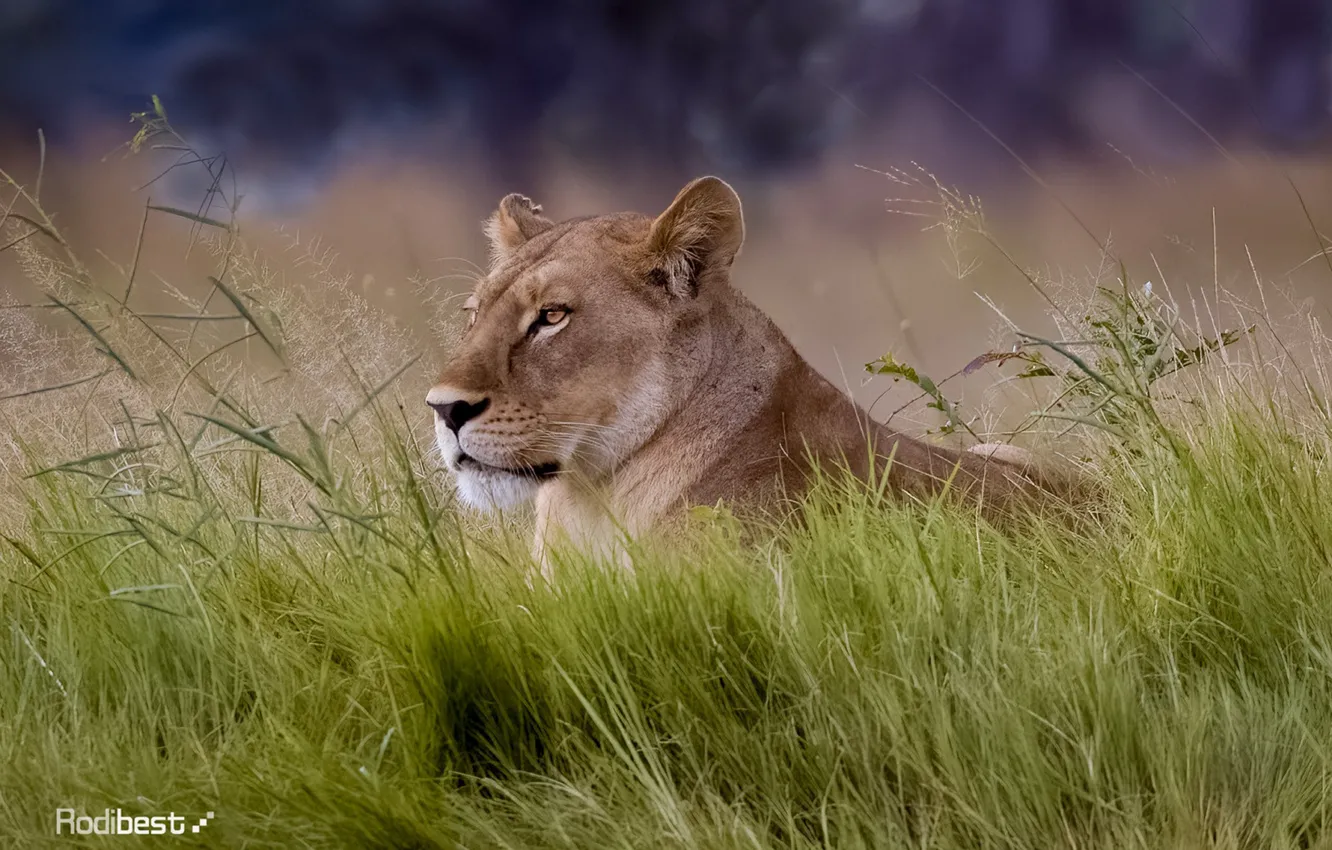 Photo wallpaper field, animals, lion, wind, looking_away