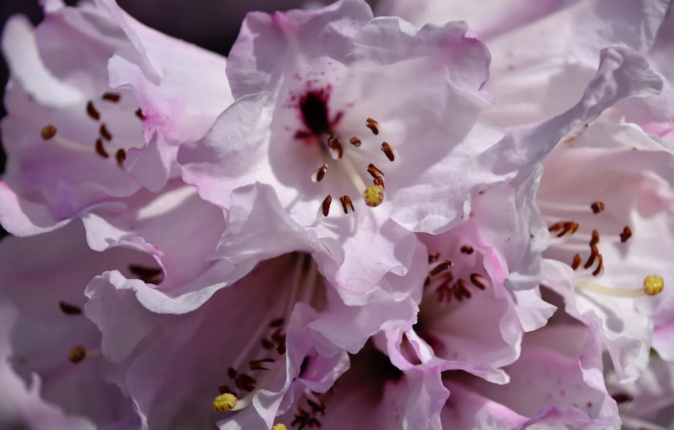 Photo wallpaper macro, Azalea, rhododendrons