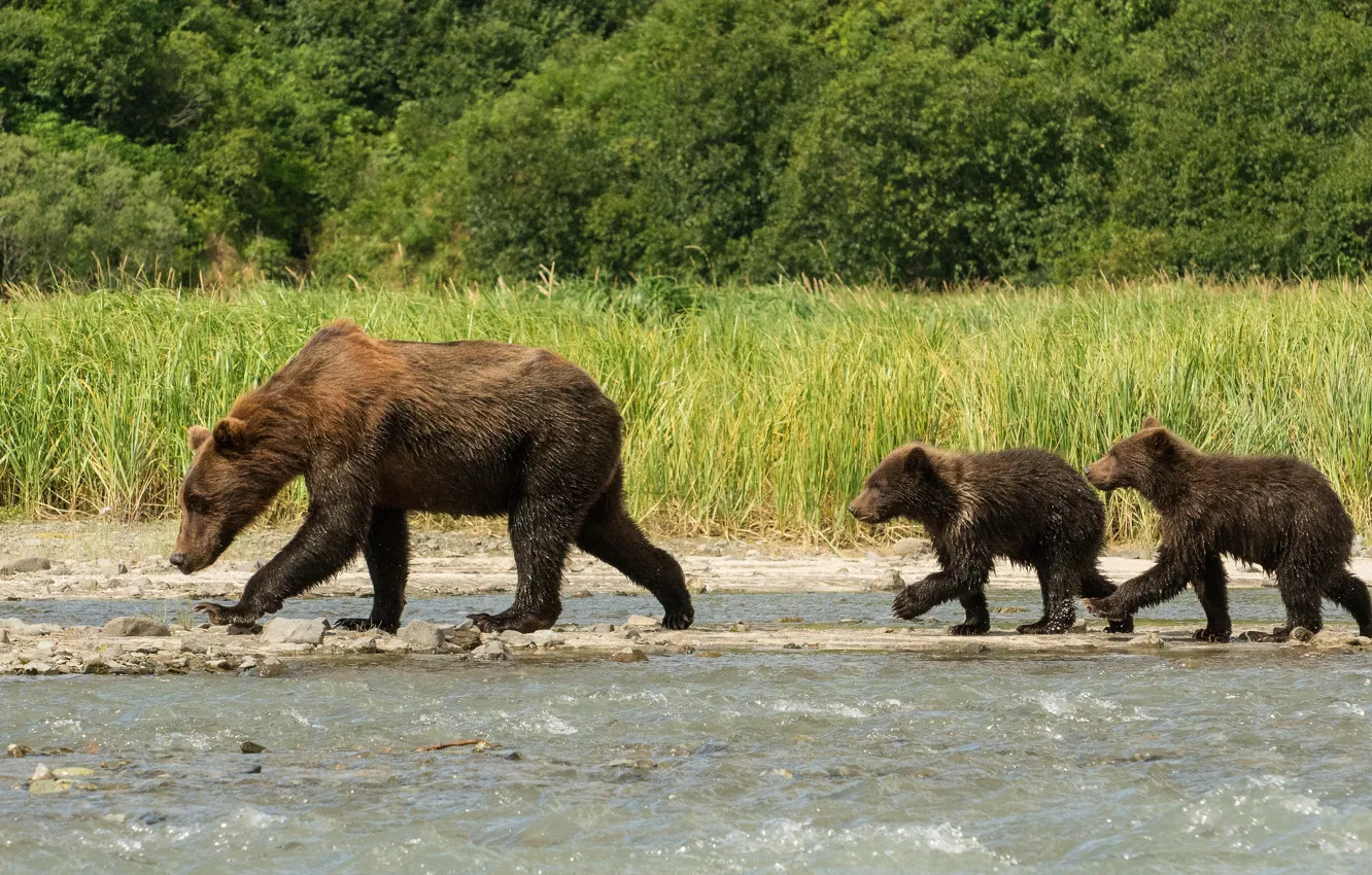 Photo wallpaper nature, bear, bear, walk, bear