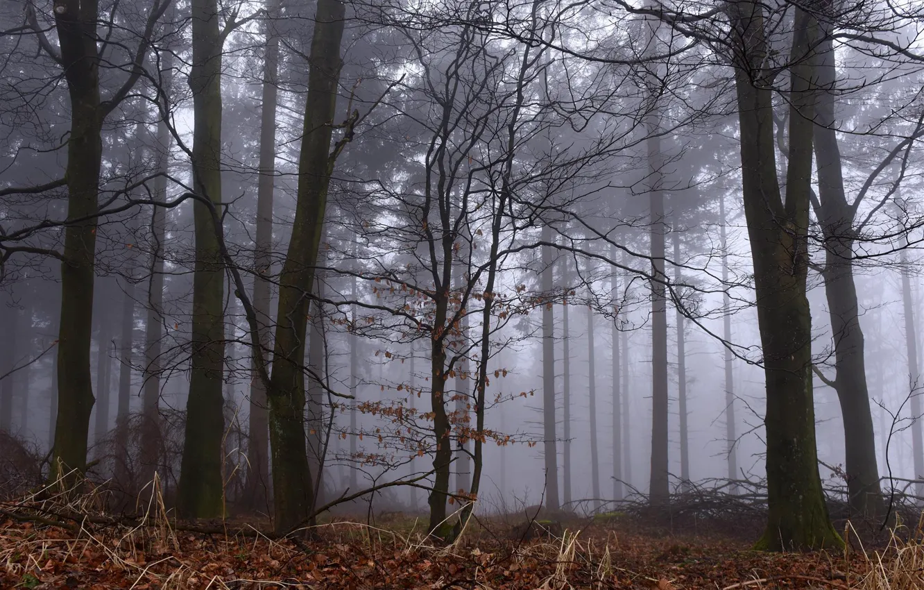 Photo wallpaper forest, trees, nature, fog