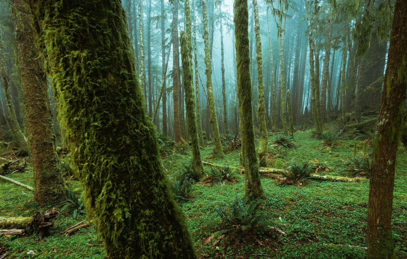 Photo wallpaper forest, trees, nature, fog, fern