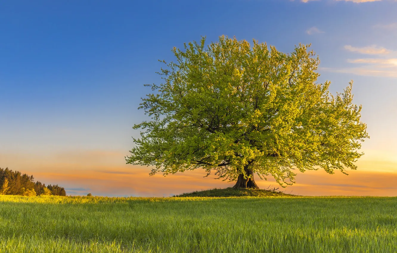 Photo wallpaper field, autumn, nature, trees