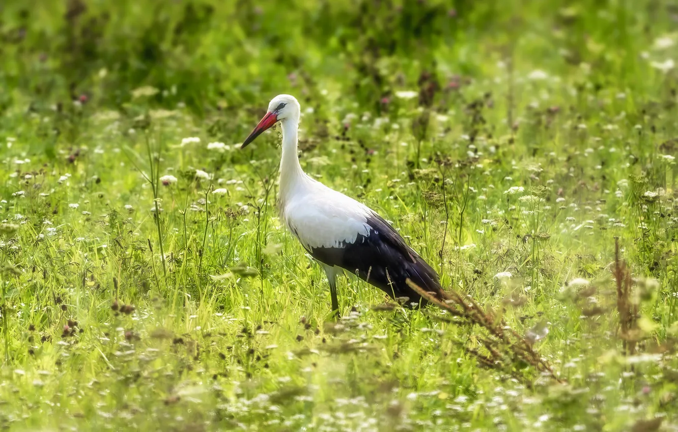 Photo wallpaper summer, bird, stork