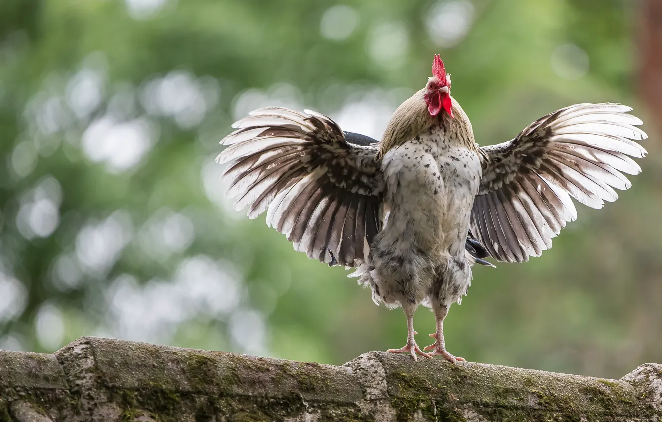 Photo wallpaper light, pose, background, bird, wings, feathers, the fence, bokeh