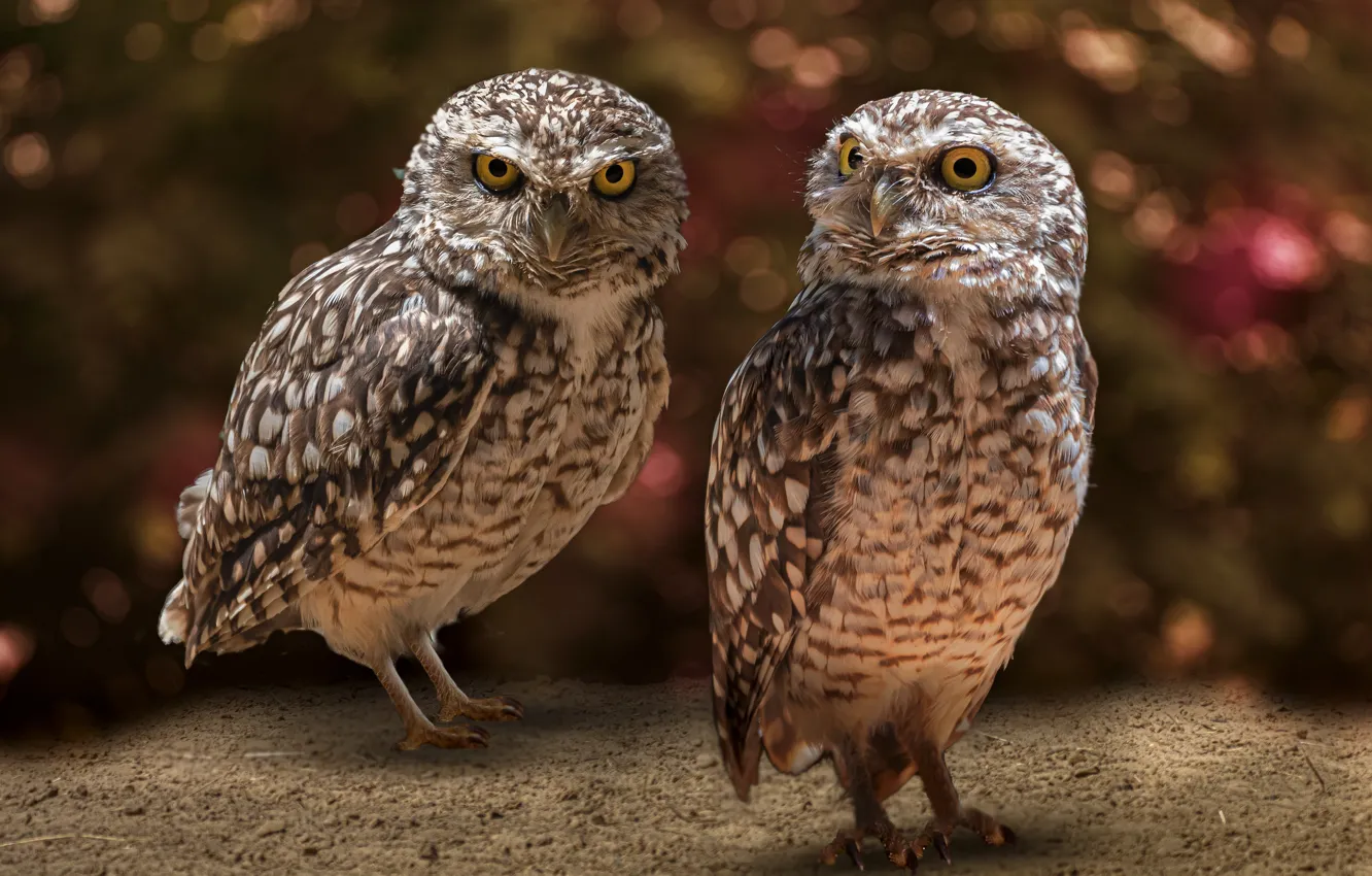Photo wallpaper look, owl, bird, pair, a couple, bokeh, owl, two birds