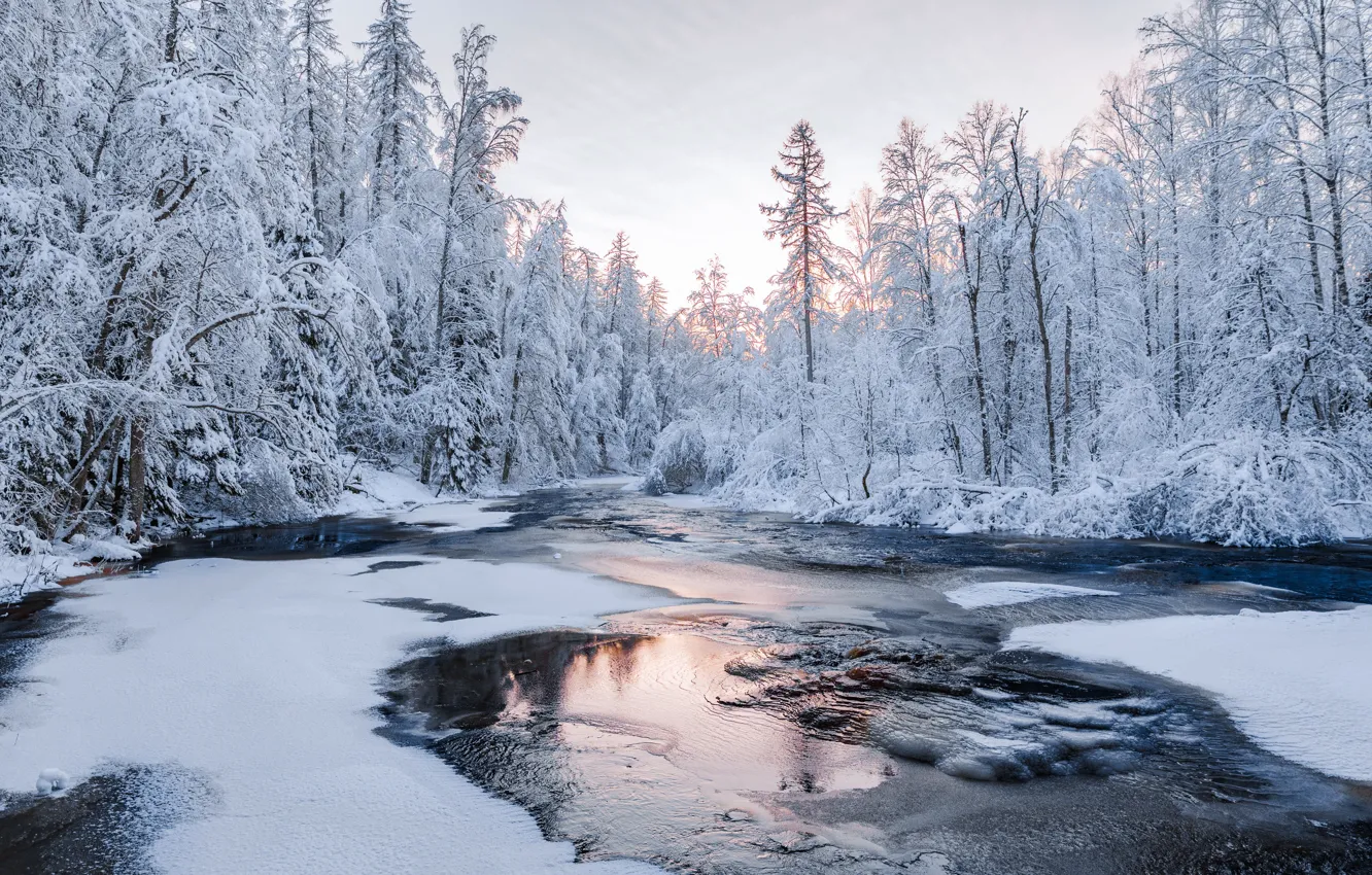 Photo wallpaper winter, forest, snow, river, Russia, Leningrad oblast, Ruslan Kondratenko, Lindulovskaya grove