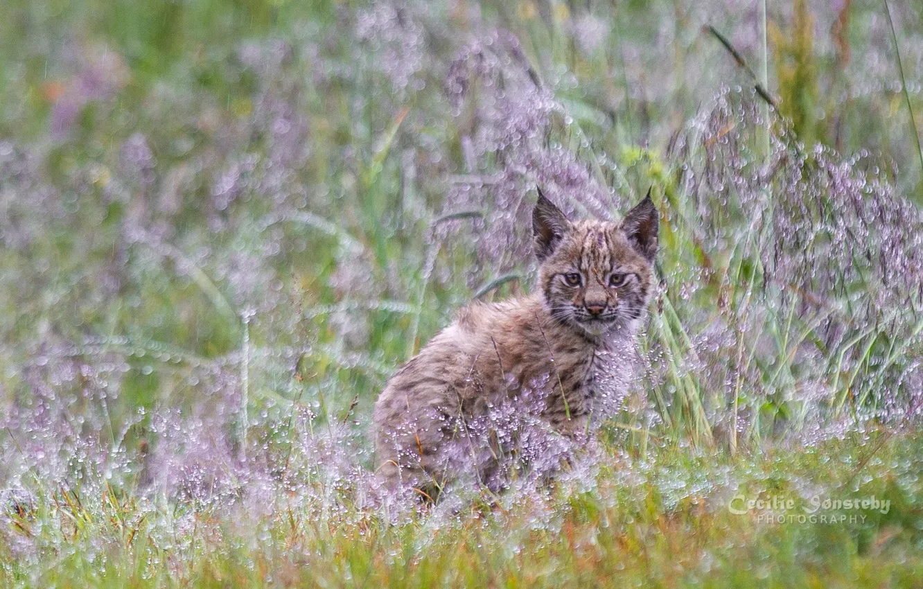 Photo wallpaper grass, look, stay, baby, color, lynx, cub