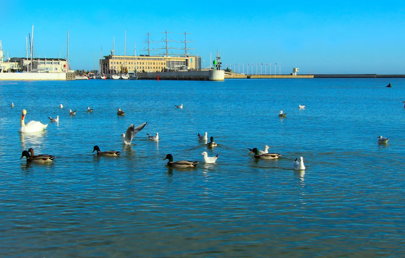 Photo wallpaper beach, sea, bird, water, Baltic