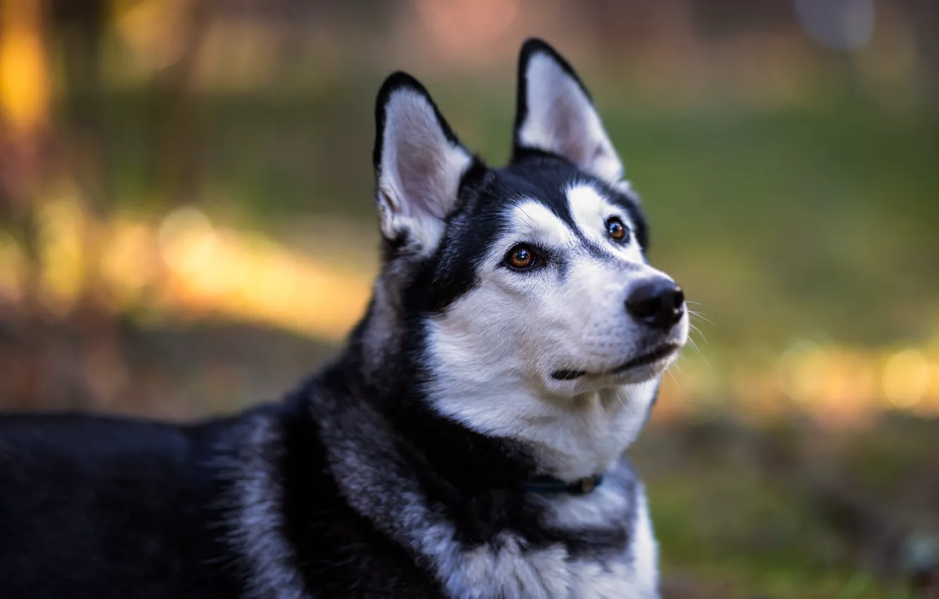 Photo wallpaper look, face, portrait, dog, husky