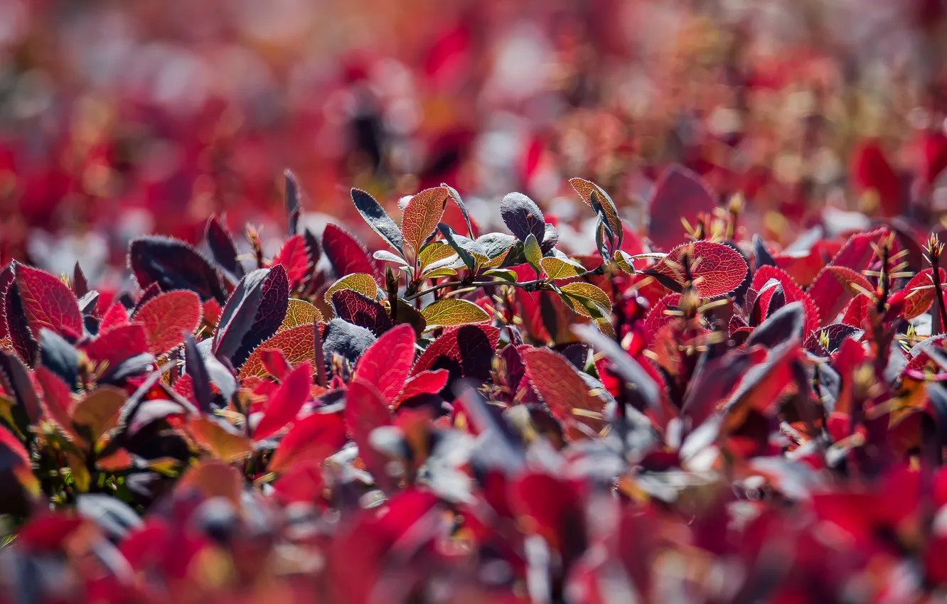 Photo wallpaper flowers, spring, the bushes, bokeh