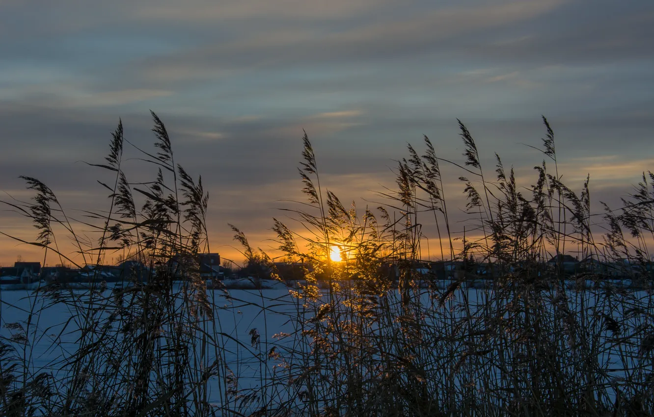 Photo wallpaper winter, sunset, nature, reed