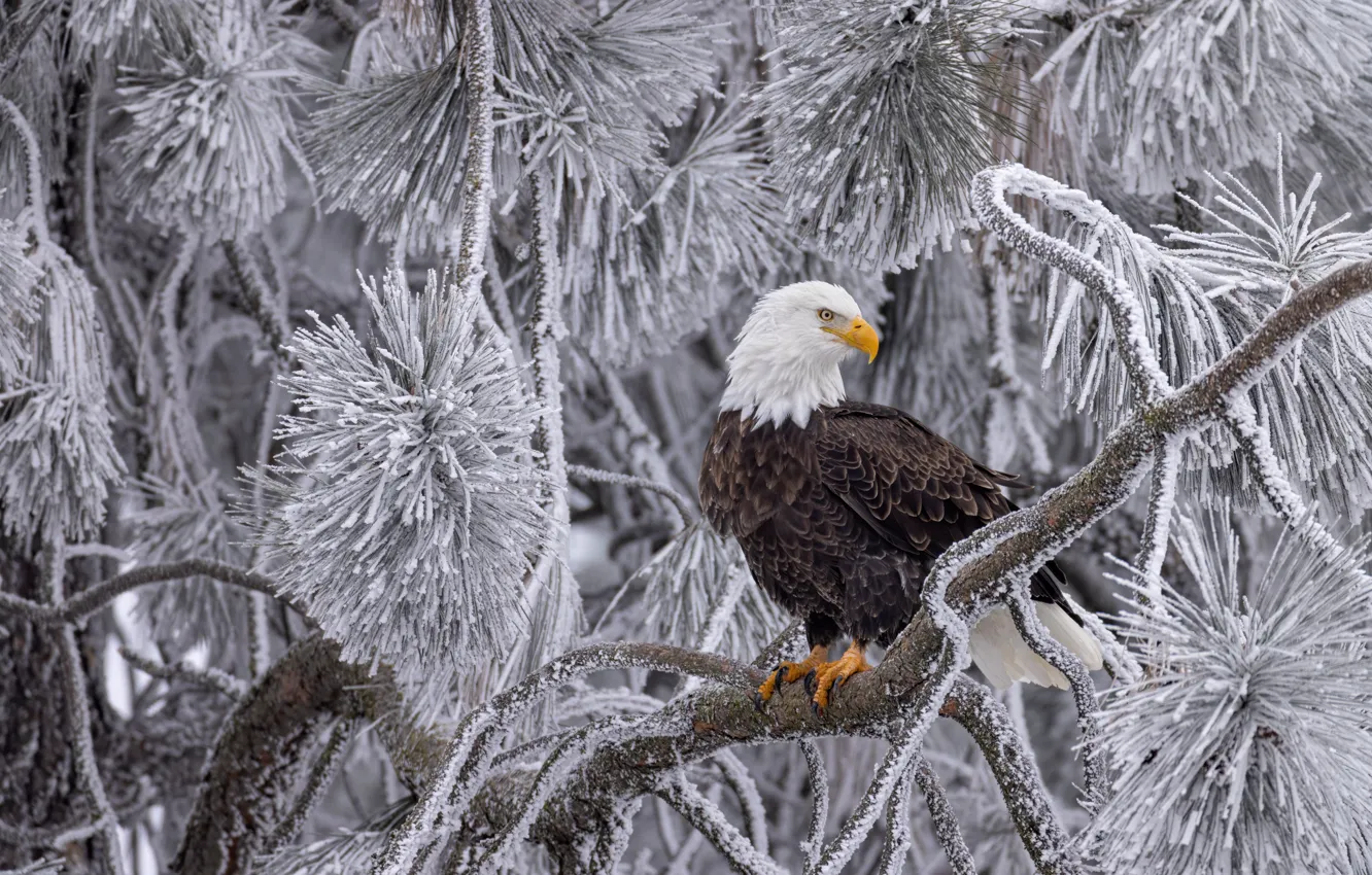 Photo wallpaper winter, frost, snow, trees, branches, pose, bird, needles