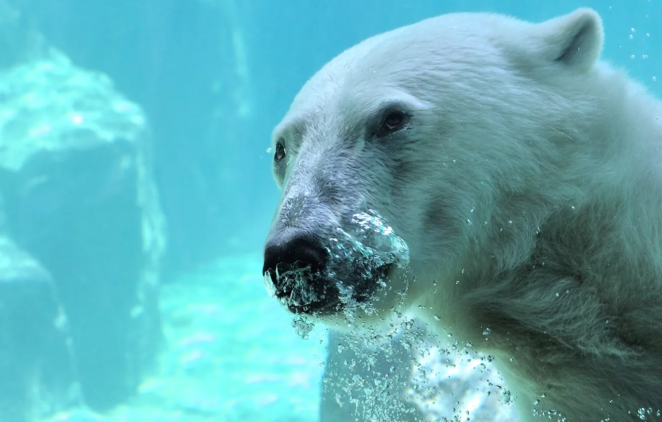 Photo wallpaper face, water, bubbles, bear, polar bear, under water, polar bear