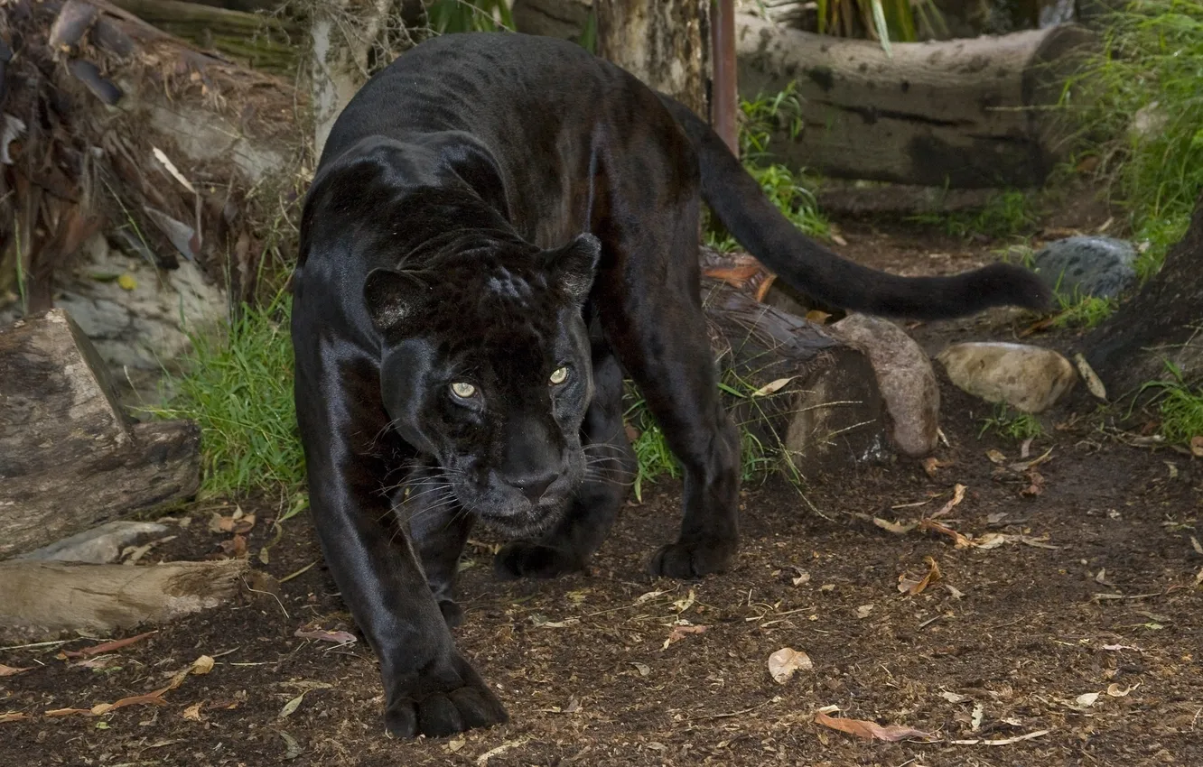 Photo wallpaper cat, Panther, black Jaguar