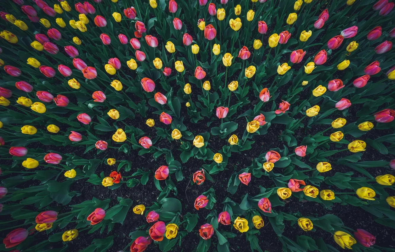 Photo wallpaper flowers, background, tulips