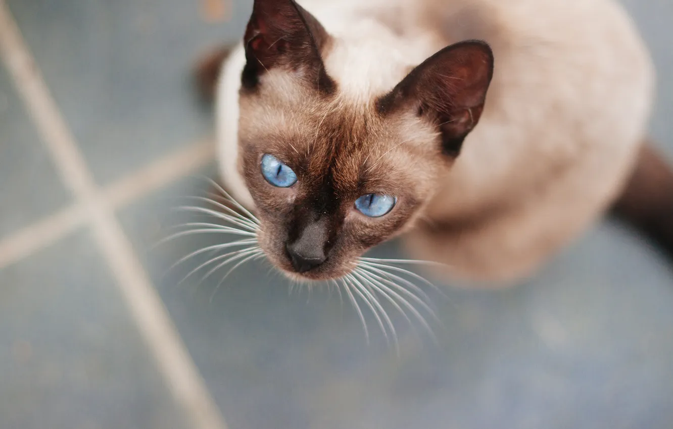 Photo wallpaper cat, eyes, cat, blue, wool