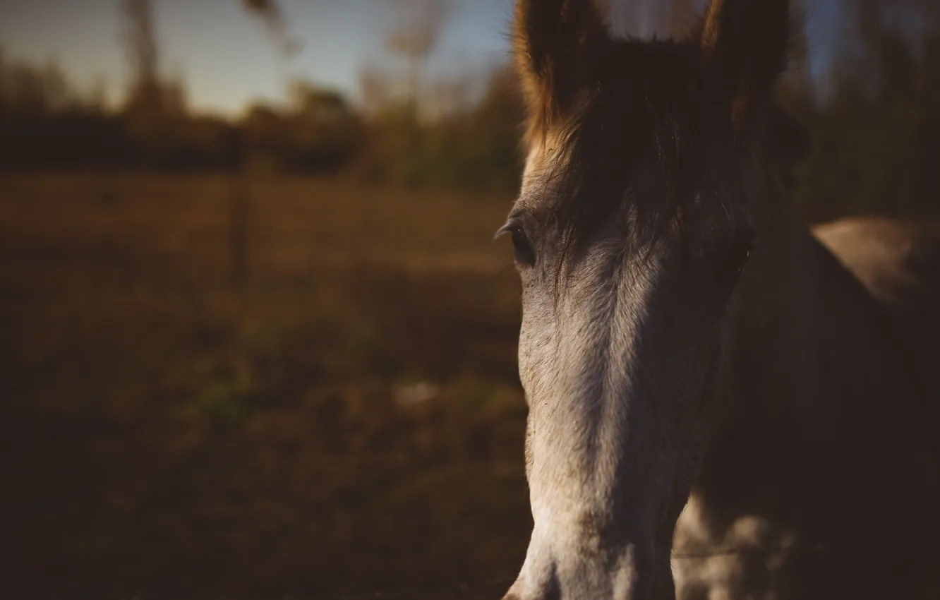 Photo wallpaper eyes, horse, horse, bangs