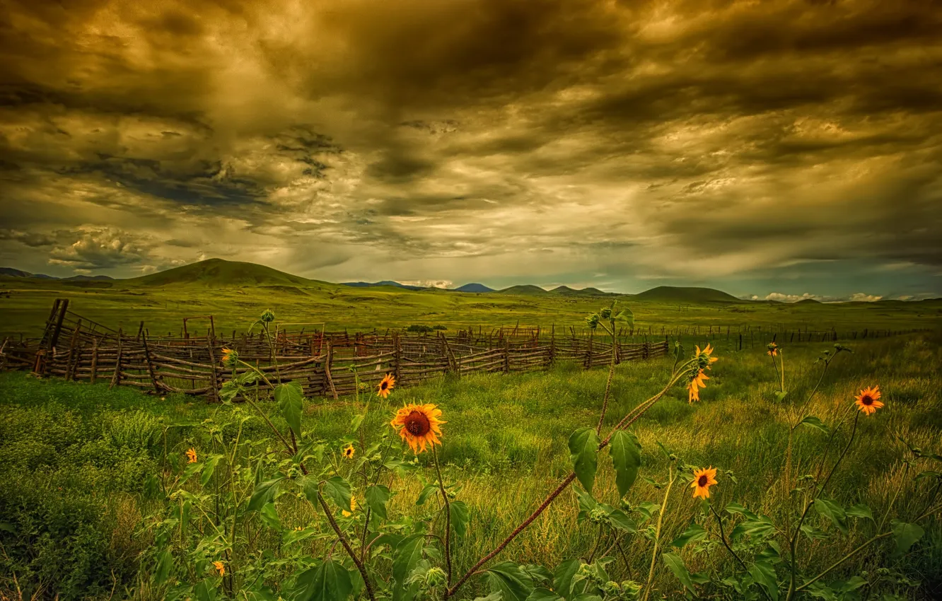 Photo wallpaper summer, sunflowers, nature