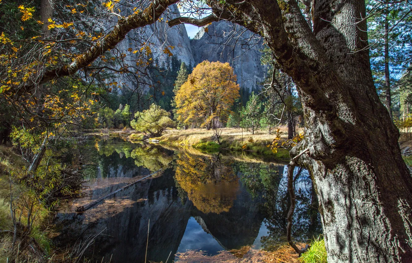 Photo wallpaper river, trees, Yosemite, reflection, fall, fall colors