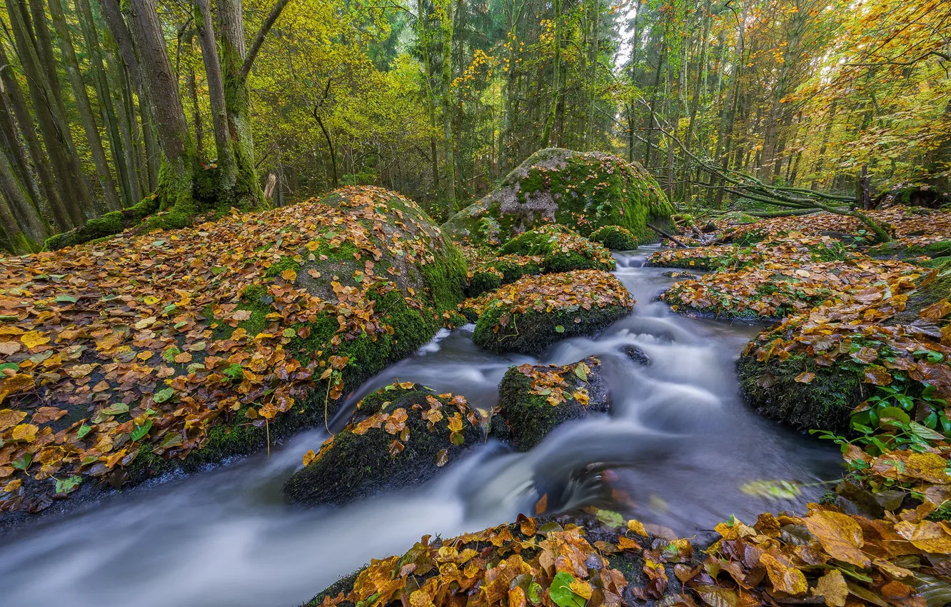 Photo wallpaper autumn, forest, trees, stream, stones, Germany, Bayern, river