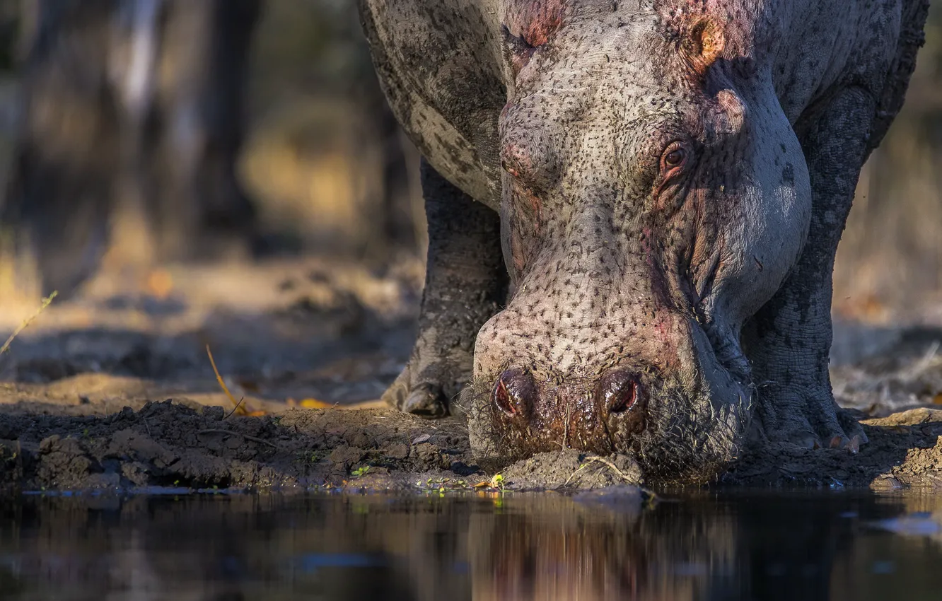 Photo wallpaper face, nature, Hippo