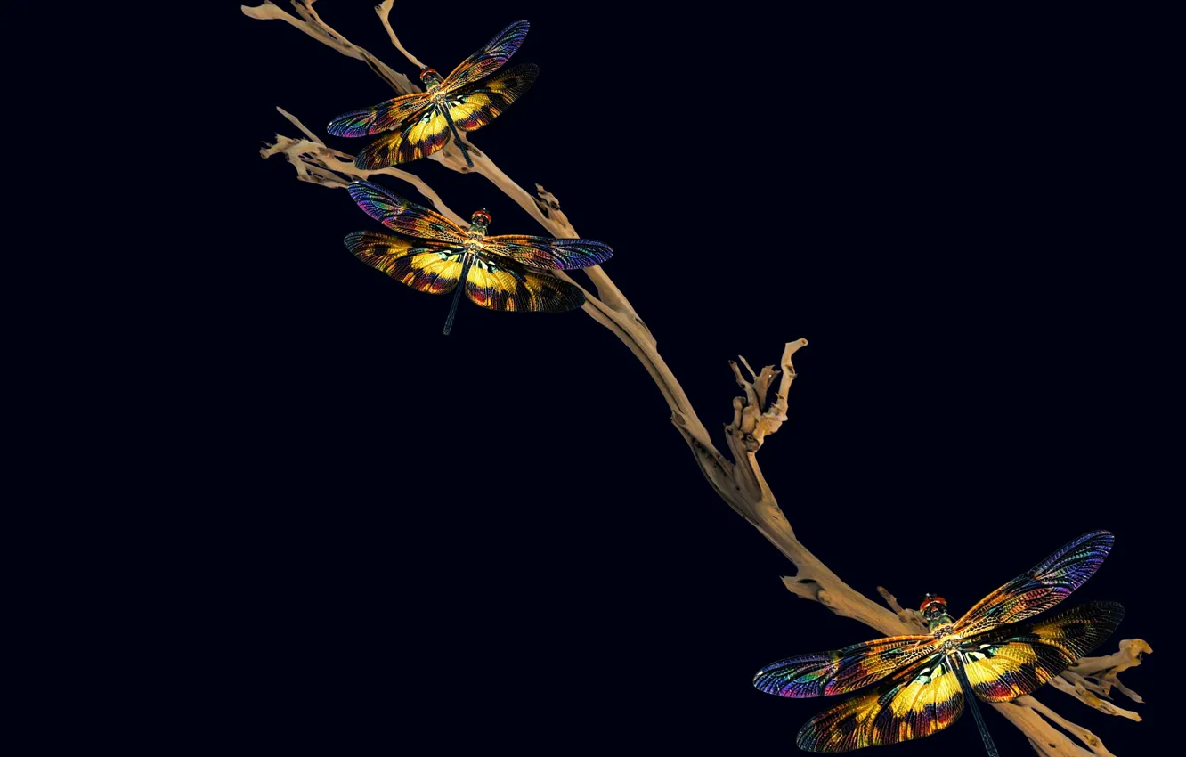 Photo wallpaper night, insect, dragonflies, shadows and light, BURST