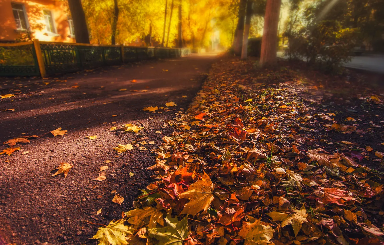 Photo wallpaper road, autumn, asphalt, leaves, light, trees, orange, yellow