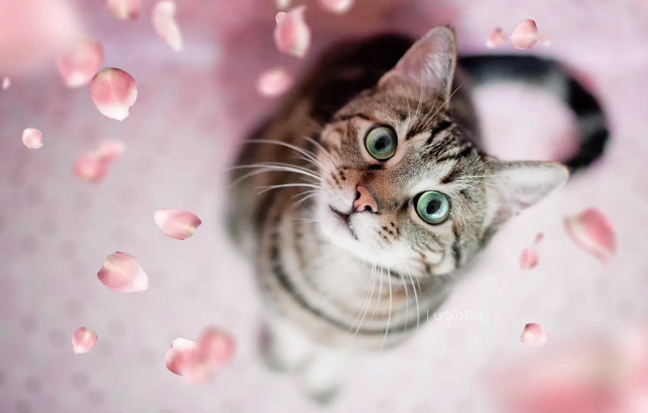 Photo wallpaper cat, petals, green eyes