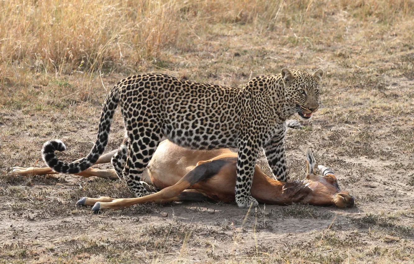Photo wallpaper cat, leopard, hunting, antelope, carcass