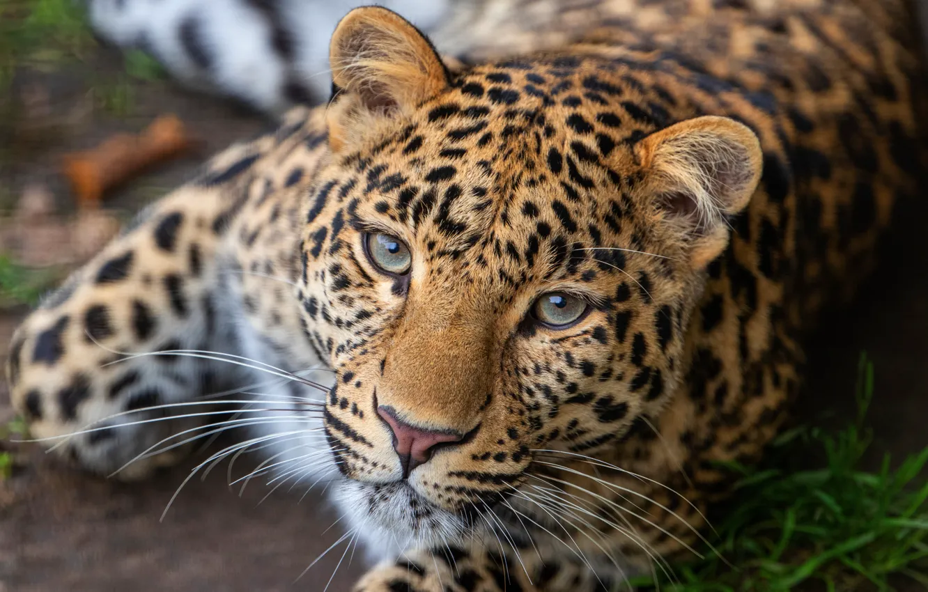 Photo wallpaper look, face, portrait, paws, leopard, lies