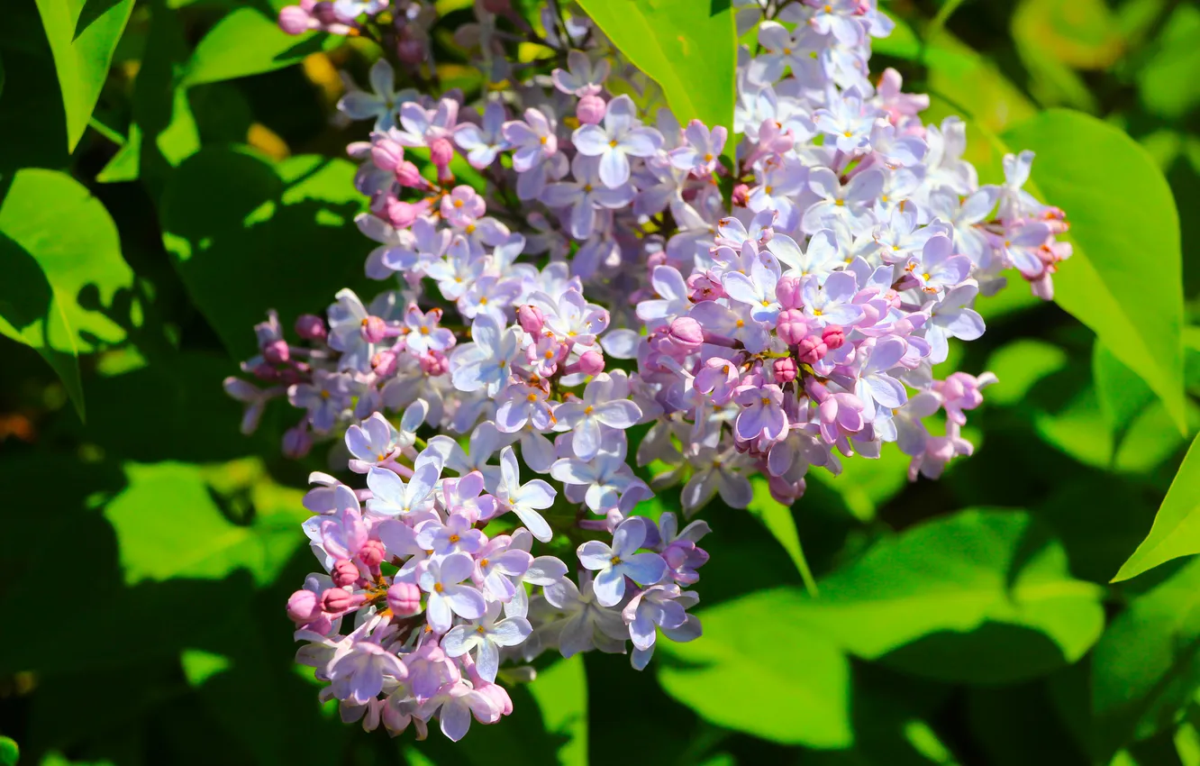 Photo wallpaper flower, spring, lilac, blooming