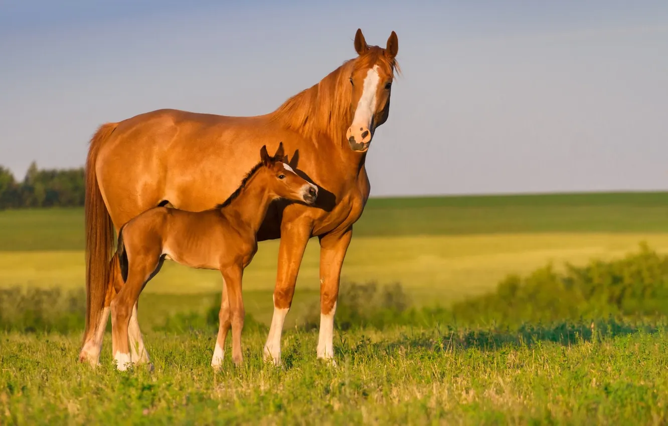 Photo wallpaper horse, horse, foal