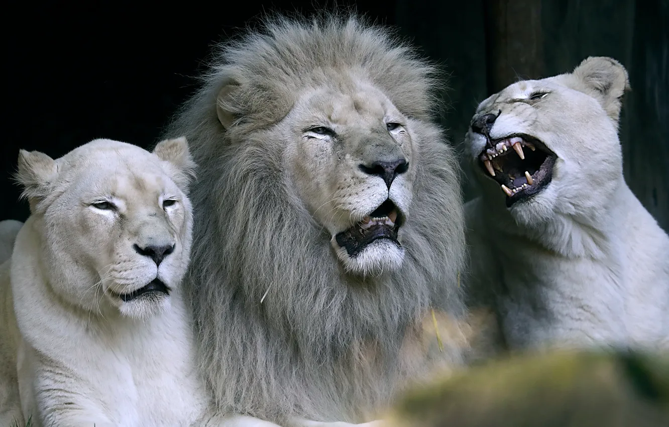 Photo wallpaper white, face, Leo, mouth, mane, fangs, grin, evil