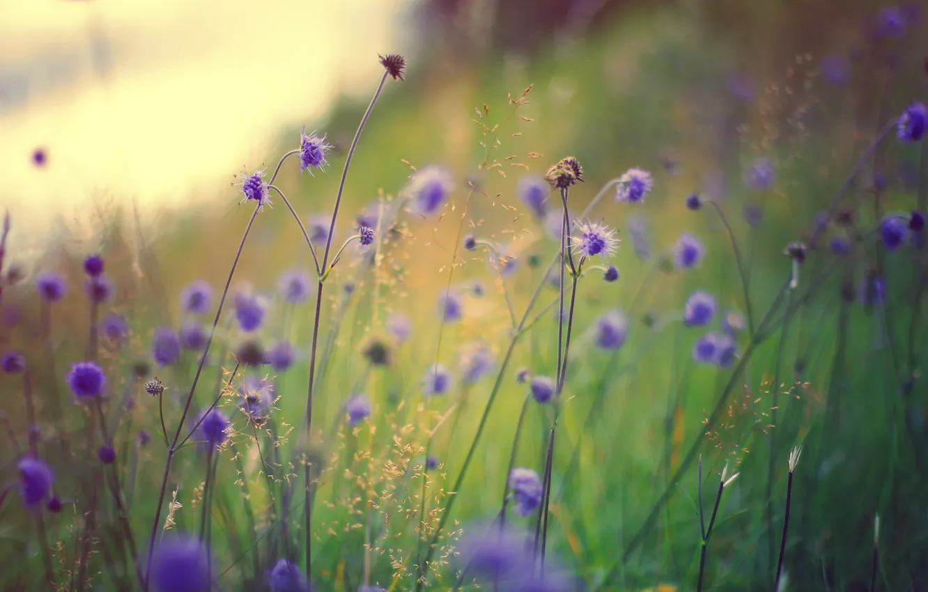 Photo wallpaper grass, macro, flowers, field, lilac