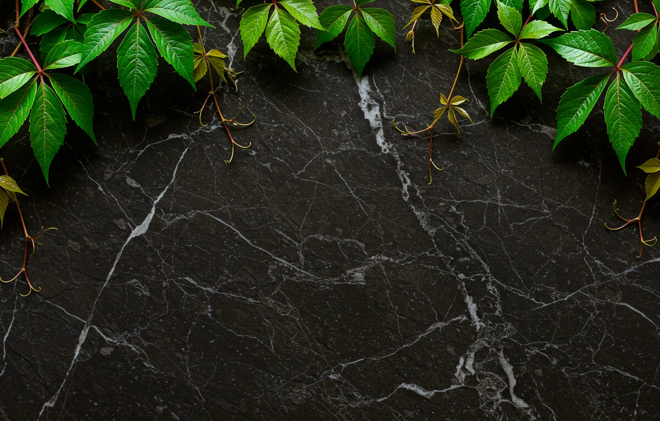 Photo wallpaper leaves, background, wall, Wallpaper, dark, dark, wallpaper, wall