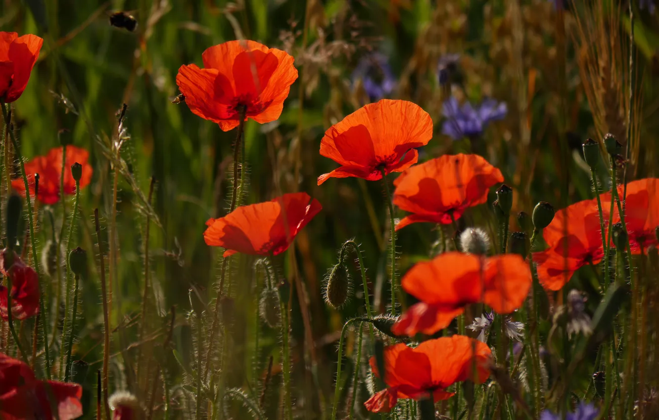 Photo wallpaper field, flowers, red, Mac, Maki, cereals, cornflowers, Wallpaper from lolita777