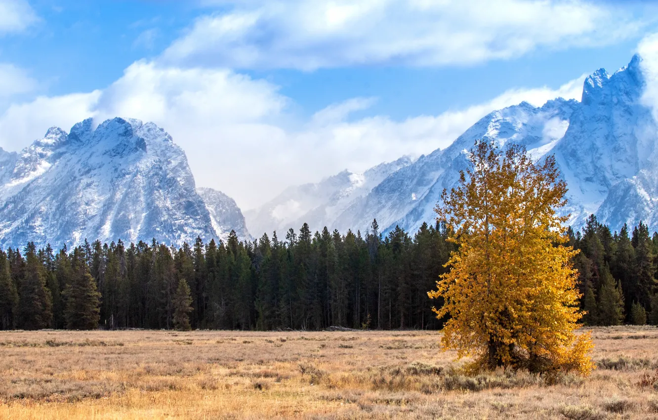 Photo wallpaper field, autumn, forest, the sky, clouds, trees, mountains, tops