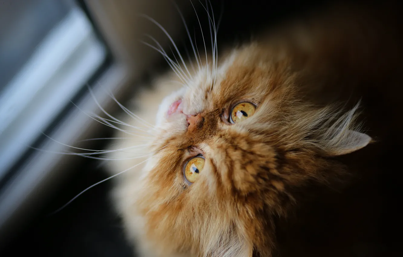 Photo wallpaper cat, cat, mustache, look, muzzle, red, Persian cat