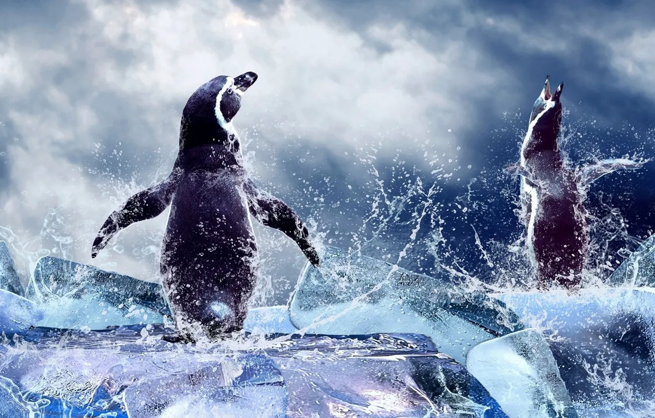 Photo wallpaper WATER, DROPS, ICE, SQUIRT, PENGUINS