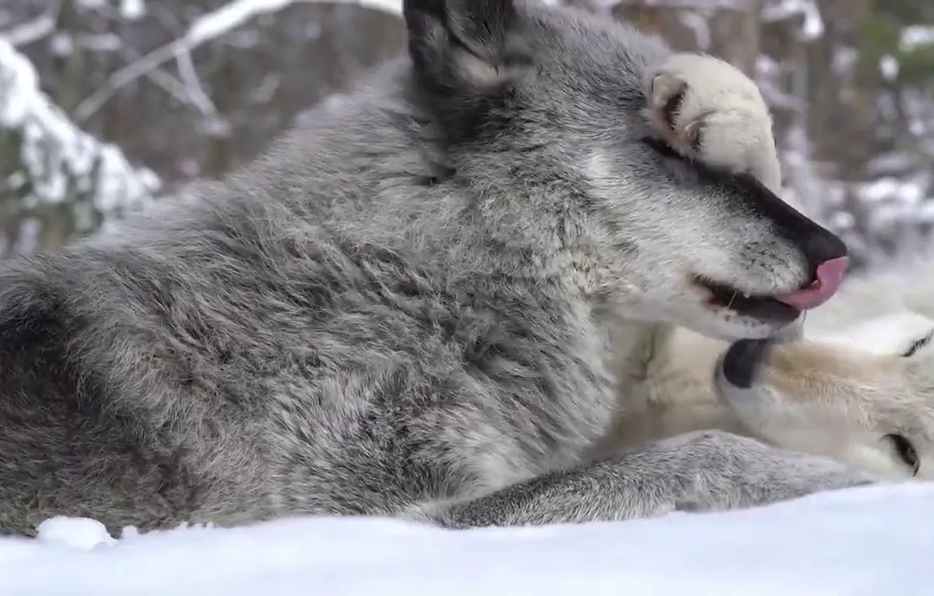Photo wallpaper Predator, wolf, portrait, portrait., Canis lupus. face