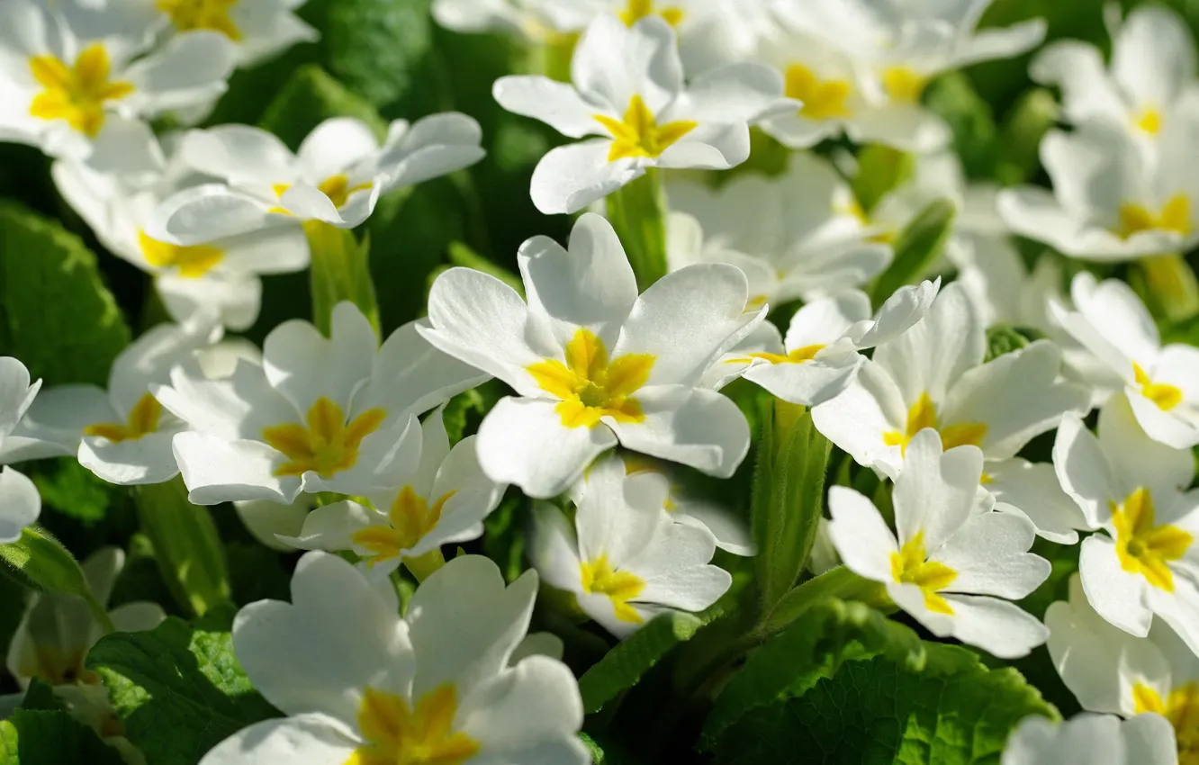 Photo wallpaper macro, spring, Primula