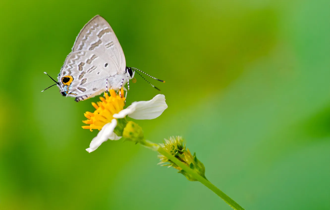 Photo wallpaper flower, nature, butterfly, moth