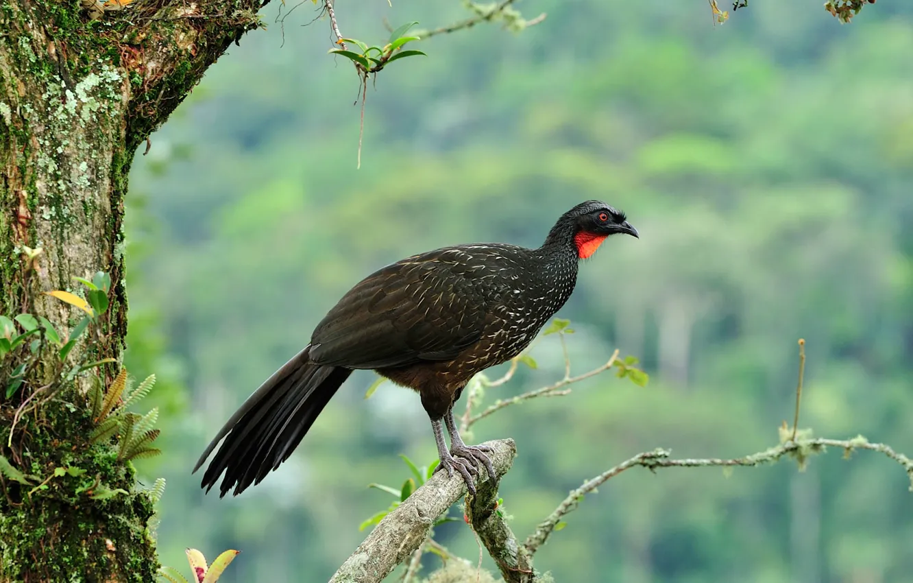 Photo wallpaper bird, Brazil, krax, chicken of the tree, Itatiaia National Park, bronze Penelope