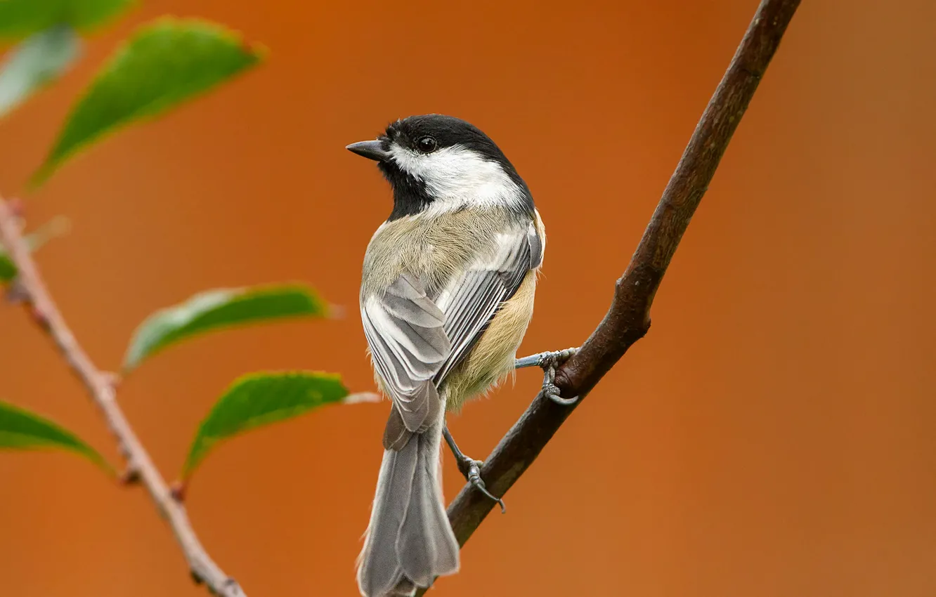 Photo wallpaper leaves, branches, bird, beak, tail