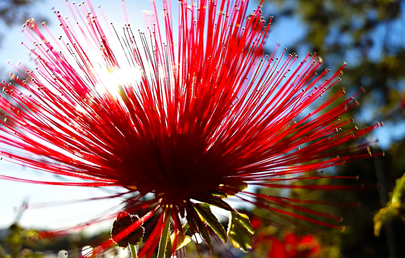 Photo wallpaper macro, flowers, rays of light