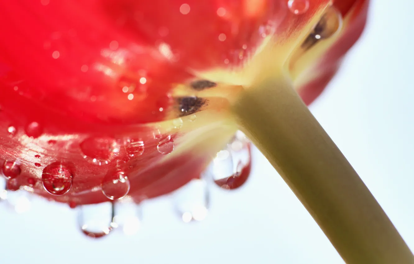Photo wallpaper flower, drops, macro, Tulip