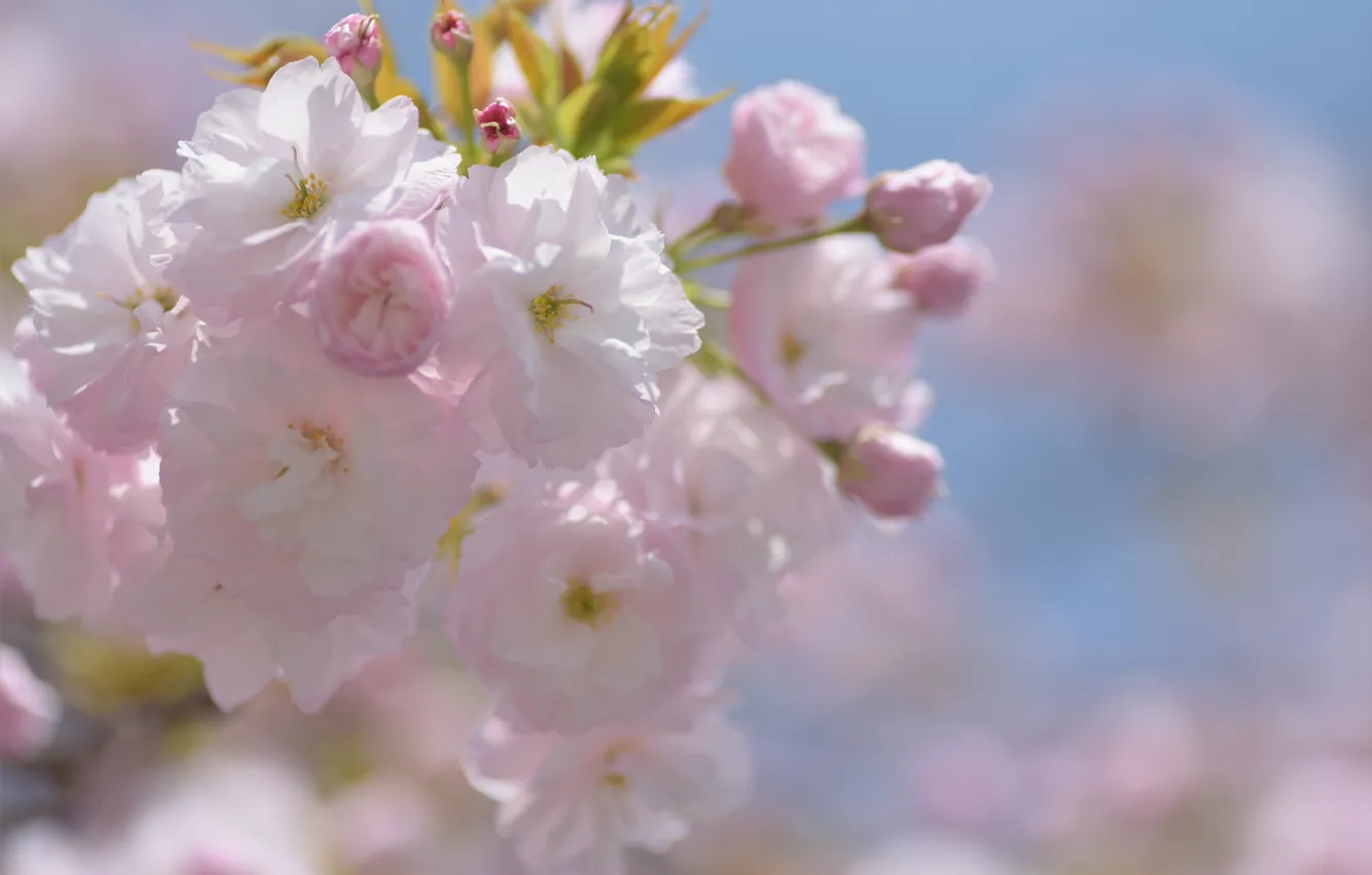 Photo wallpaper light, flowers, cherry, spring, Sakura, pink, buds, flowering