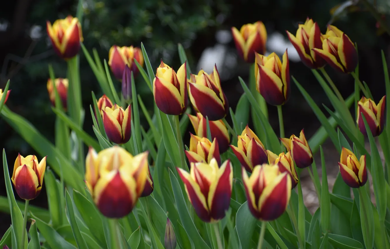 Photo wallpaper flowers, spring, tulips, buds, flowerbed, bokeh, two-tone, yellow-red