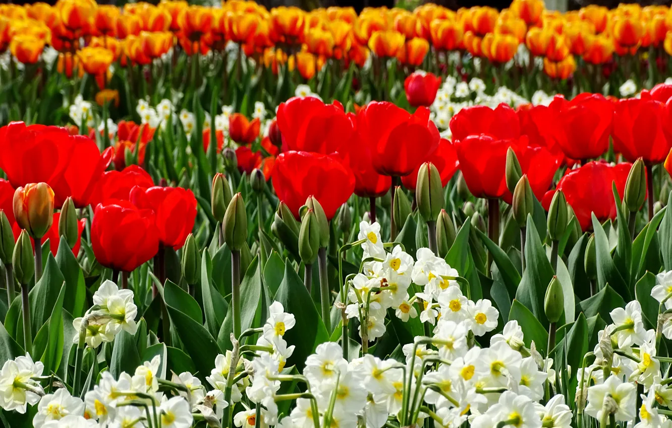 Photo wallpaper spring, tulips, daffodils, spring, Tulips, narcissus